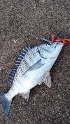 クロダイの釣果