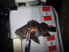 メバルの釣果