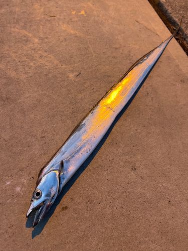 タチウオの釣果