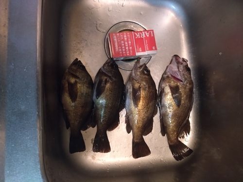 釣果