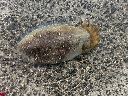 モンゴウイカの釣果