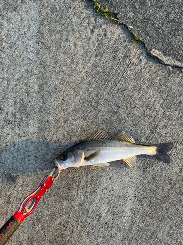 セイゴ（マルスズキ）の釣果