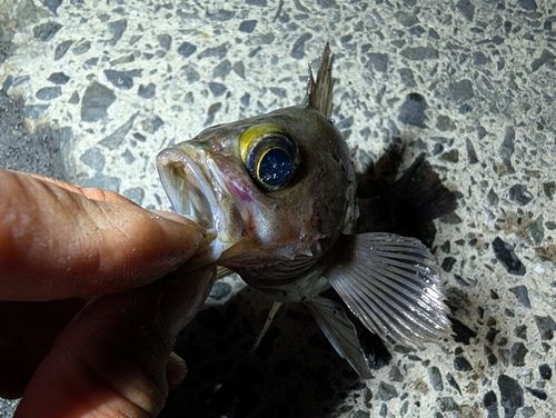 メバルの釣果