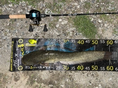 マナマズの釣果