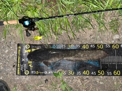 マナマズの釣果