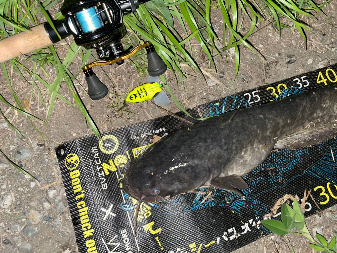 マナマズ