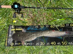 マナマズの釣果