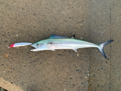 サゴシの釣果