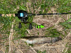 マナマズの釣果