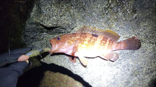 キジハタの釣果