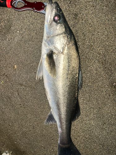 スズキの釣果