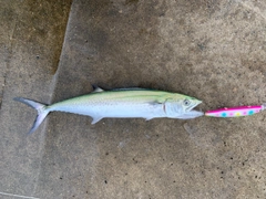 サゴシの釣果