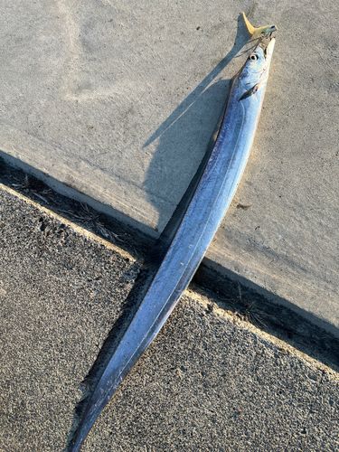 タチウオの釣果