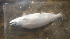 サツキマスの釣果