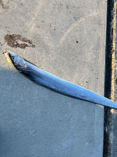 タチウオの釣果