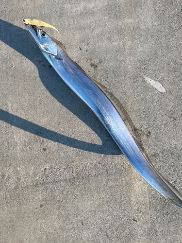 タチウオの釣果