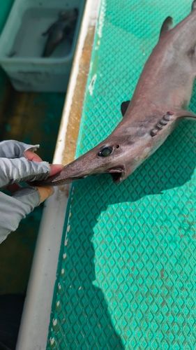 ヘラツノザメの釣果