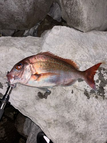 マダイの釣果