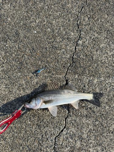 セイゴ（マルスズキ）の釣果
