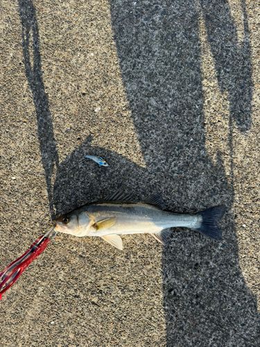 セイゴ（マルスズキ）の釣果
