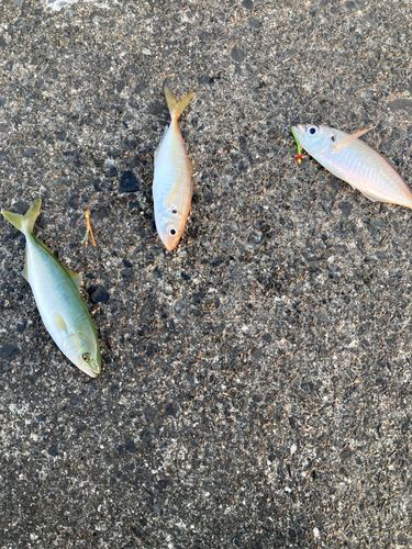 マアジの釣果