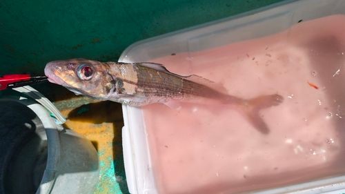 ギスの釣果