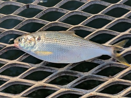 コノシロの釣果