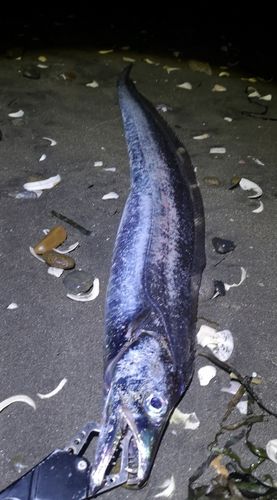 タチウオの釣果