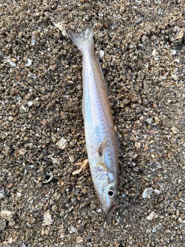 キスの釣果