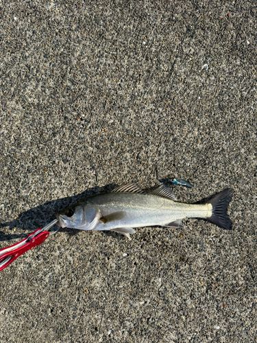 セイゴ（マルスズキ）の釣果