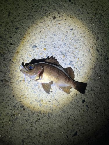 メバルの釣果