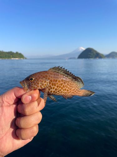オオモンハタの釣果
