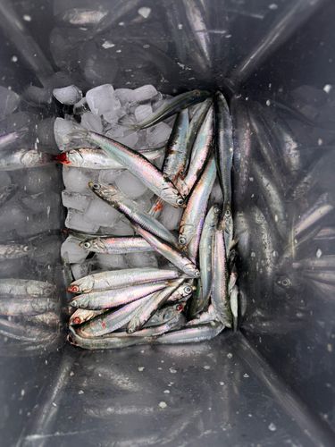 カタクチイワシの釣果