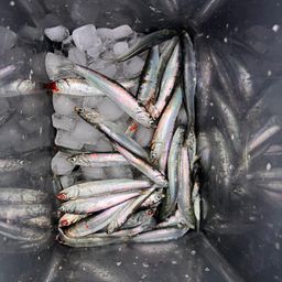 カタクチイワシ