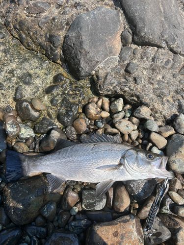 ヒラスズキの釣果