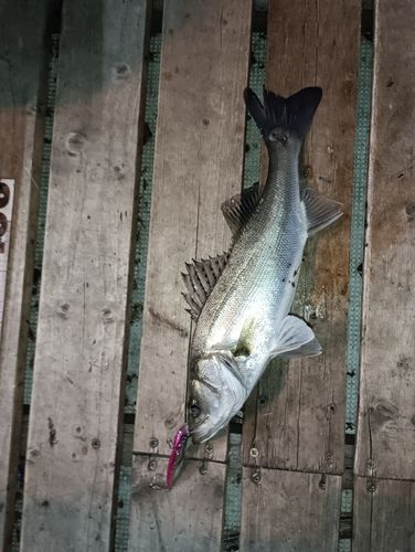 シーバスの釣果