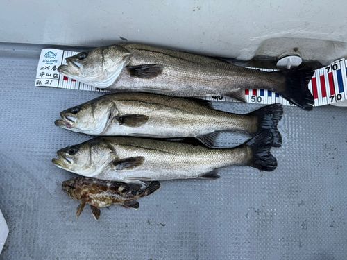 シーバスの釣果
