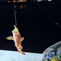 カサゴ