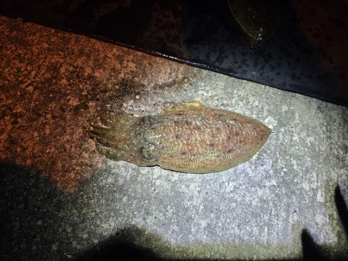 コウイカの釣果