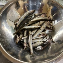 カタクチイワシ