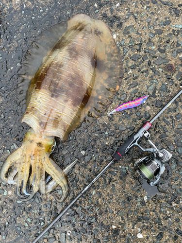 アオリイカの釣果