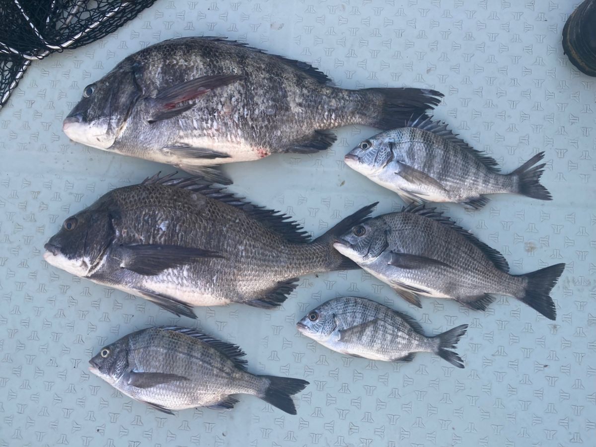 kihiro3さんの釣果 1枚目の画像