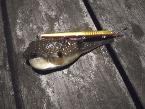 クサフグの釣果
