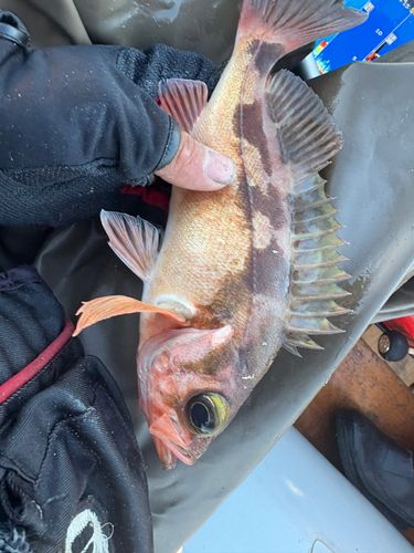 ウスメバルの釣果