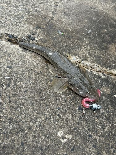 マゴチの釣果