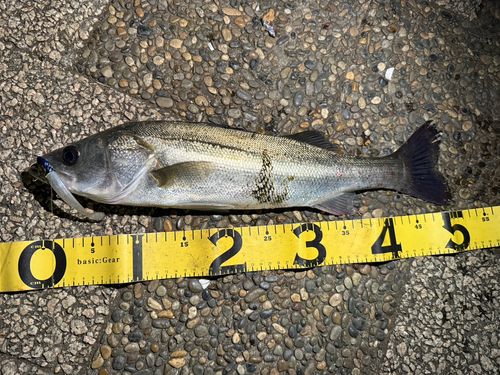 シーバスの釣果