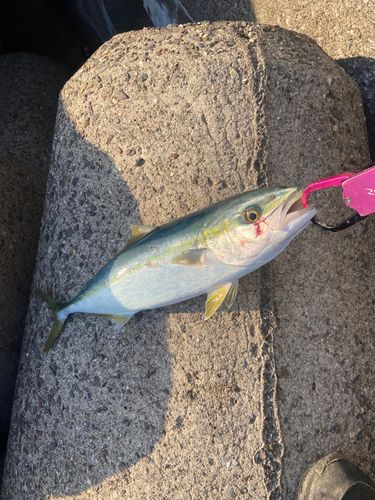 ヤズの釣果