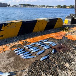 カタクチイワシ