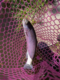 ニジマスの釣果