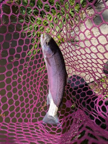 ニジマスの釣果